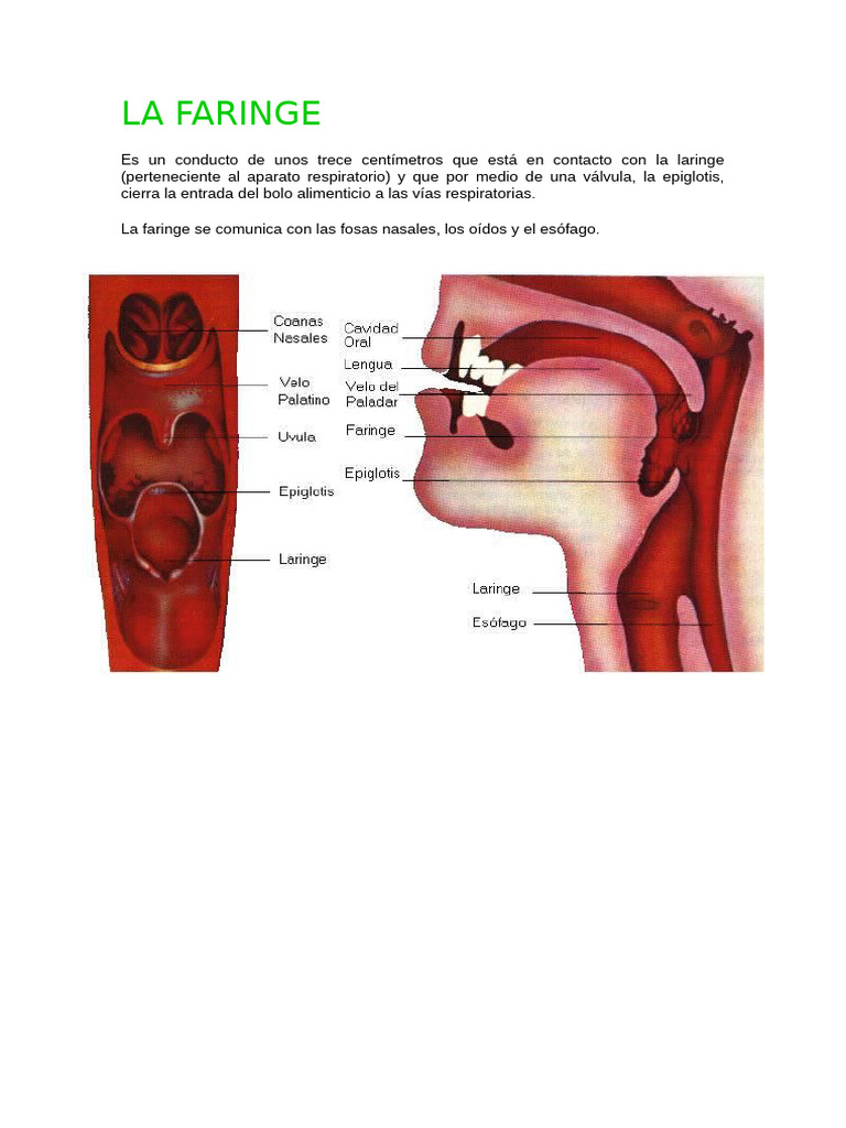 La Faringe | PDF