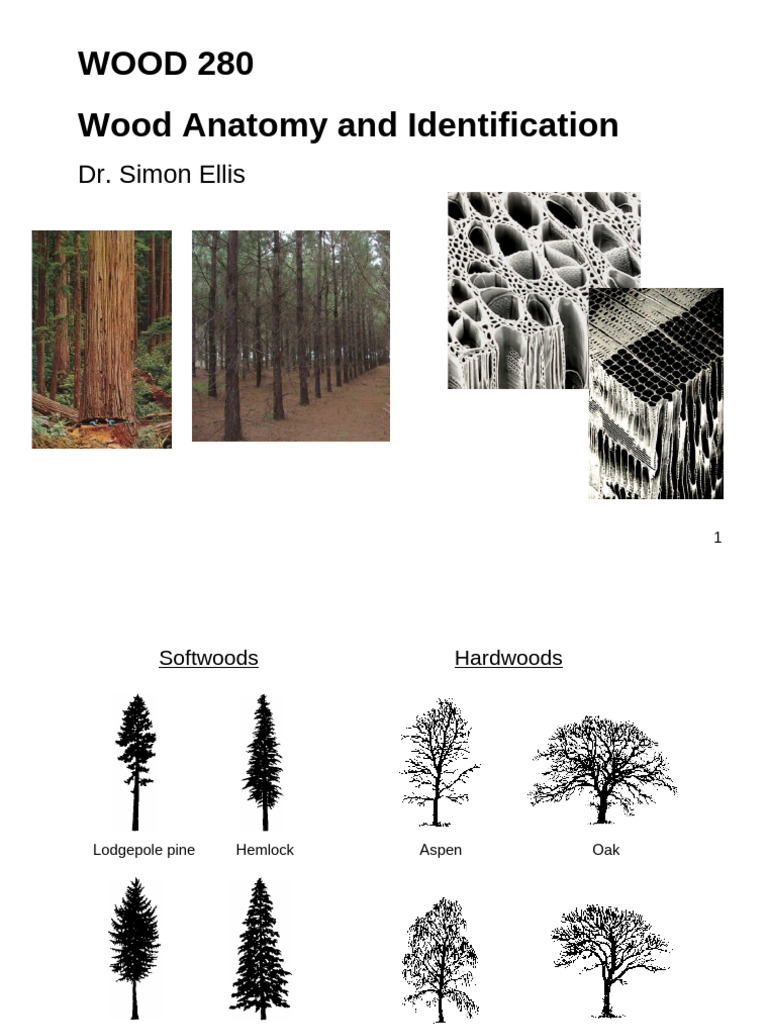 Wood 280 15W 1 Tree Growth | PDF | Wood | Plant Stem