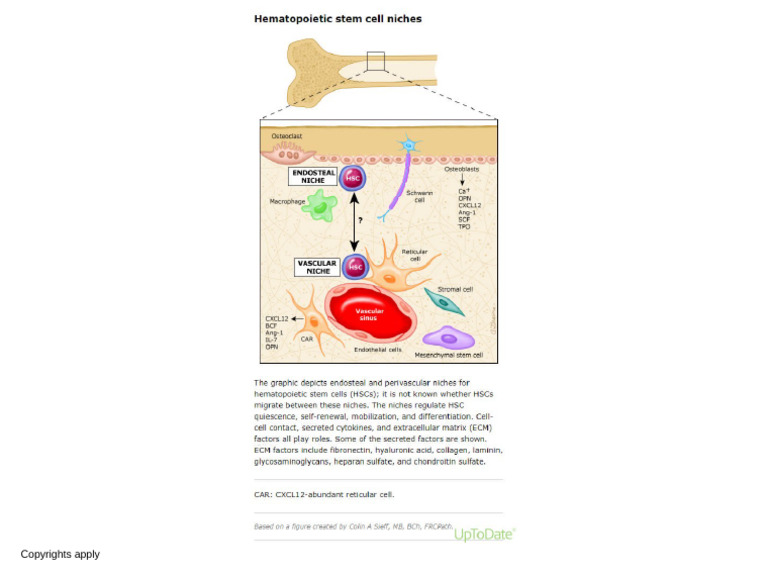 Hematopoietic Stem Cell Niches | PDF