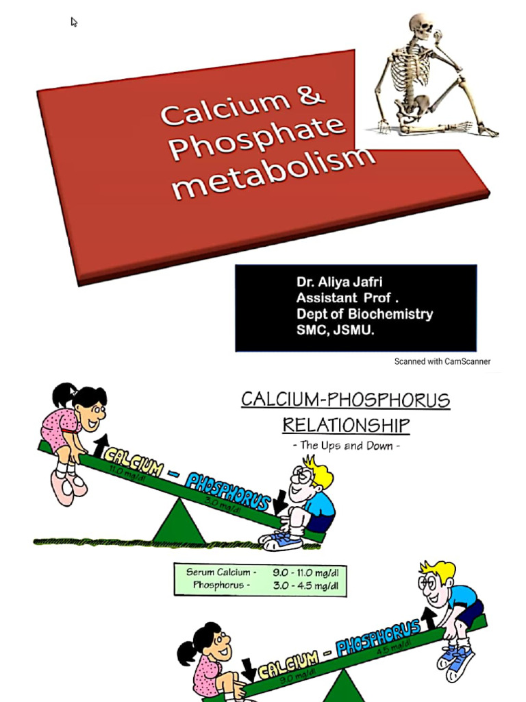 Calcium and Phosphate Metabolism (Biochem) | PDF
