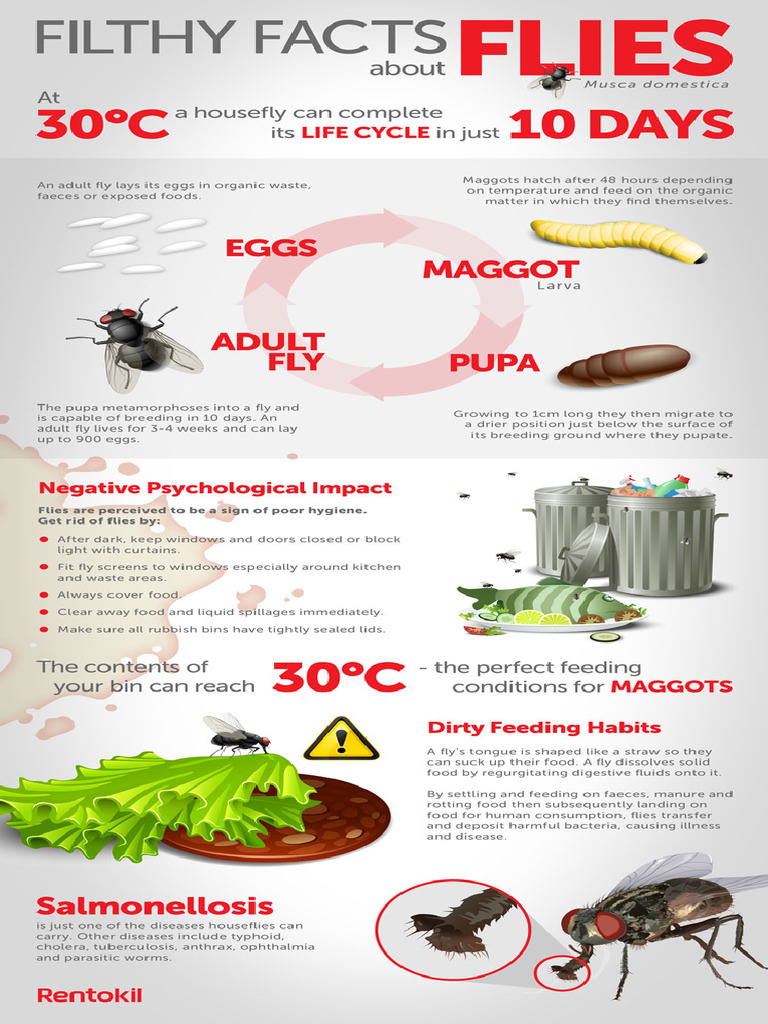 Fly Info | PDF