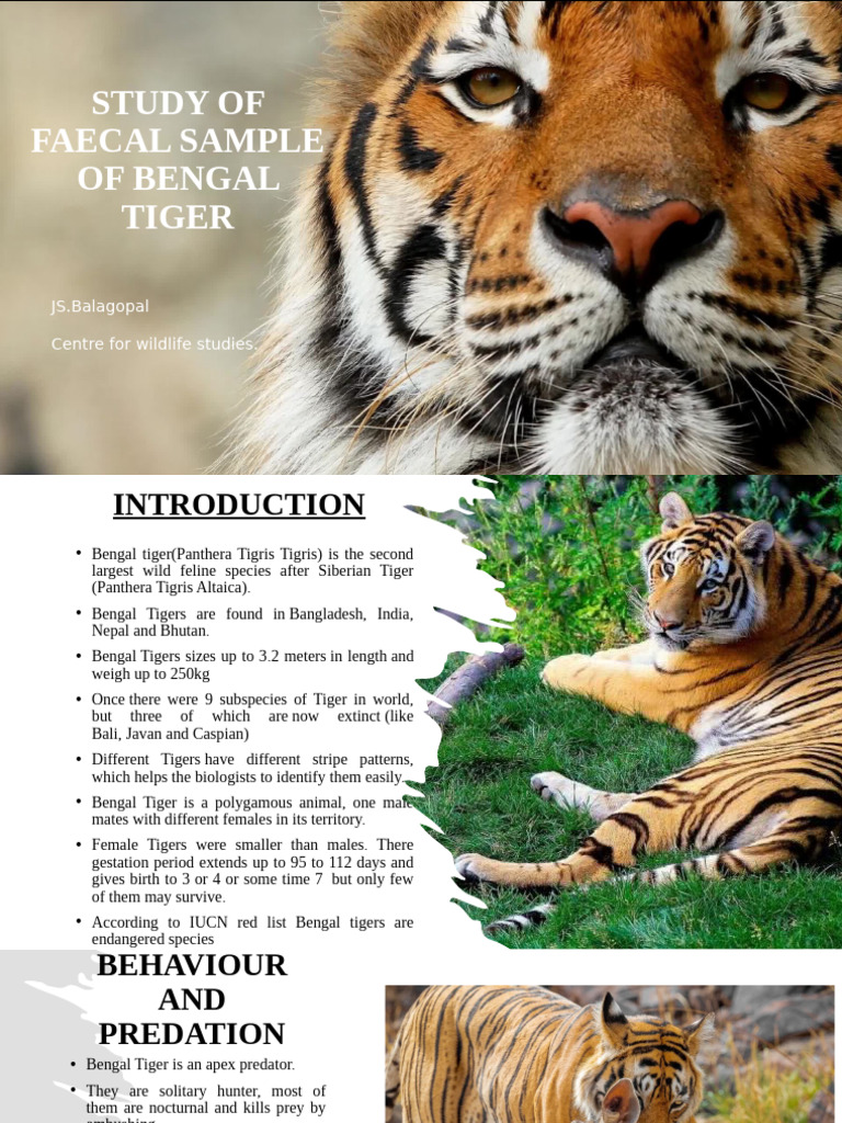 Bengal Tiger | PDF