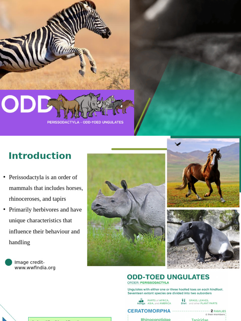 Physiology of Lions | PDF | Rhinoceros | Zoology
