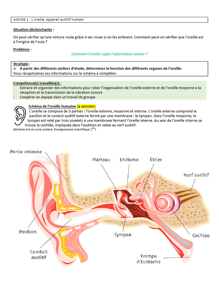 Schéma de l'oreille humaine en science | PDF