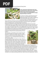 Budidaya Tanaman Hias Euphorbia  Budidaya Tanaman Hias Euphorbia