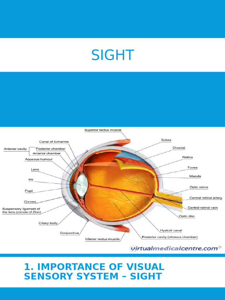 Sight | PDF