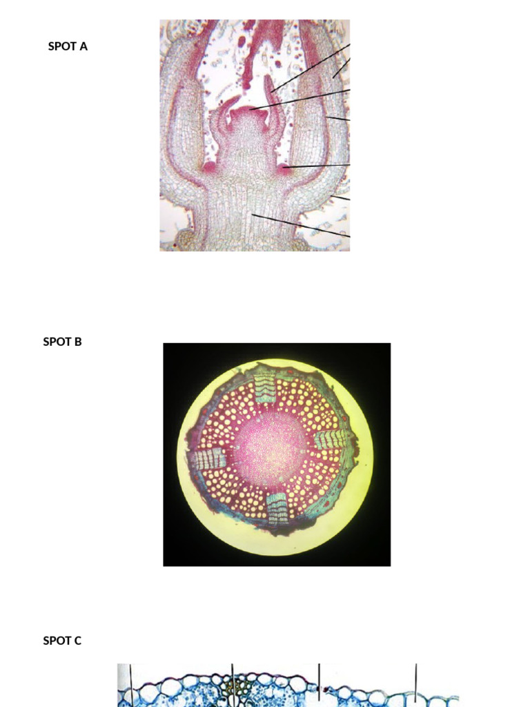 ANATOMY QP 8 Dec 22 | PDF