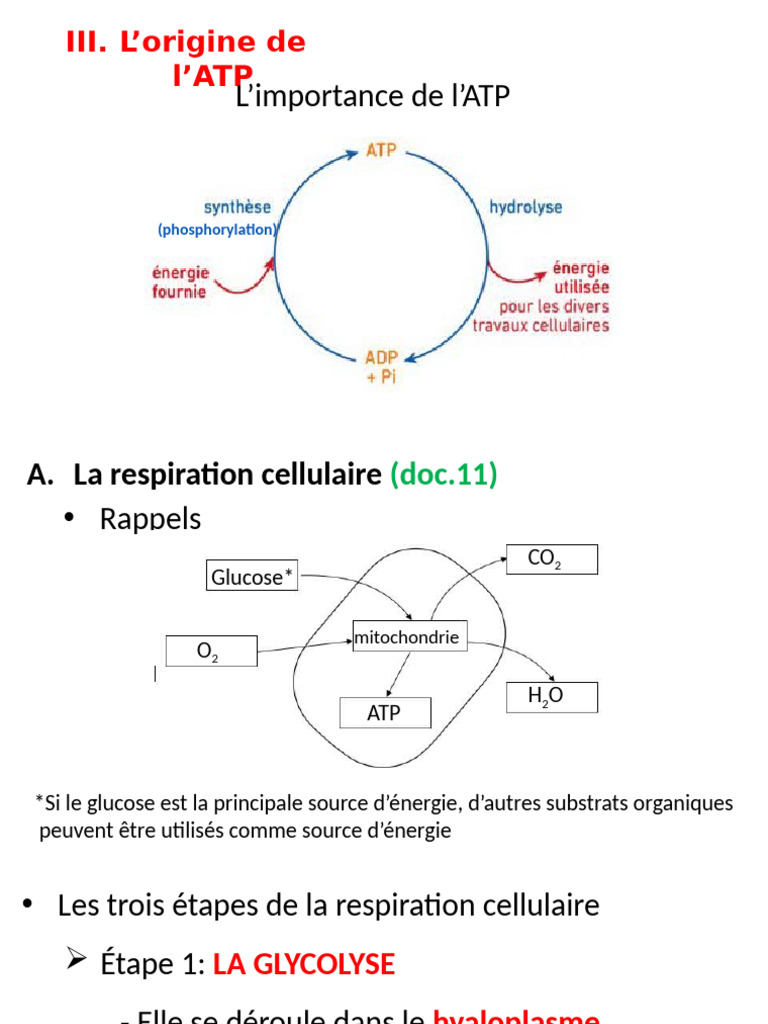Origine et production de l'ATP | PDF | Adénosine triphosphate ...