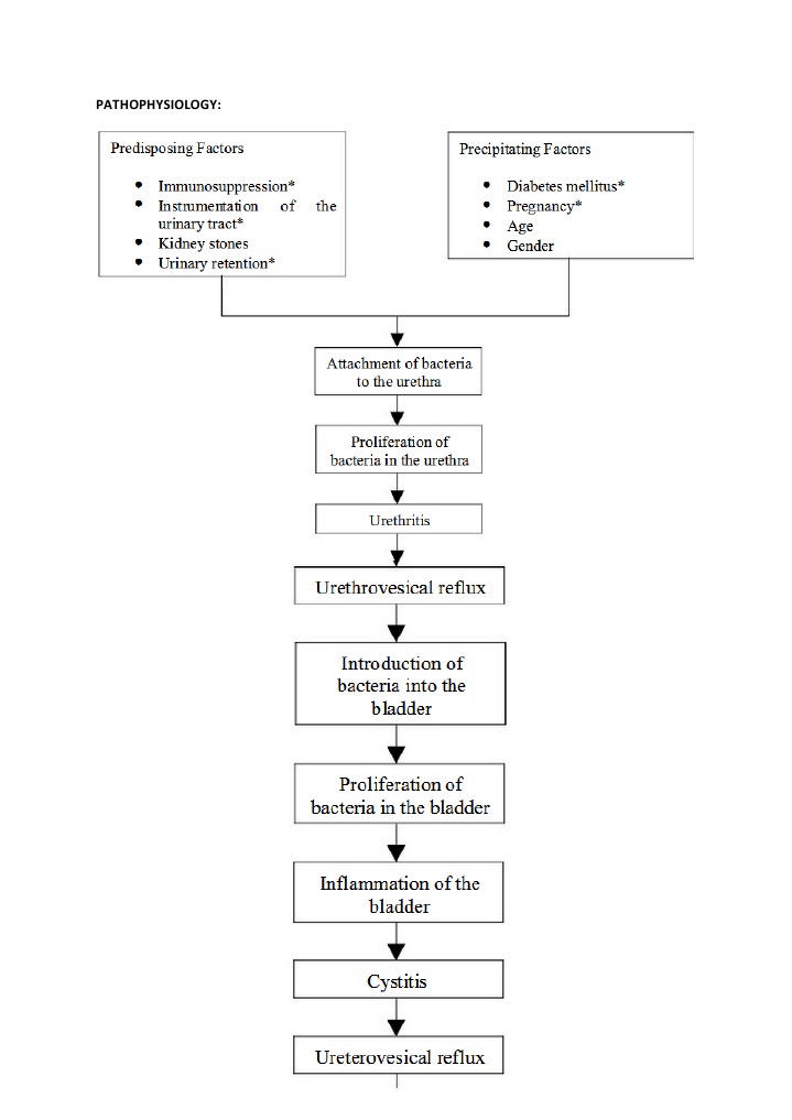 Pathophysiology Pyelo | PDF