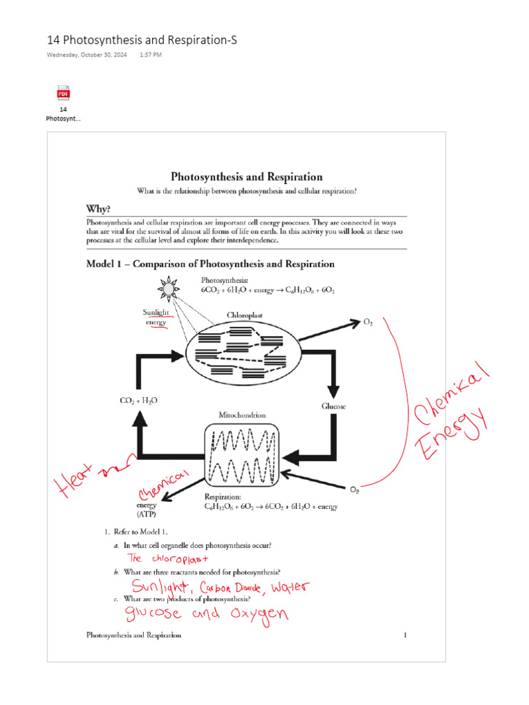 14 Photosynthesis and Respiration-S | PDF