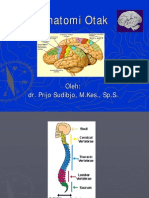 Anatomi Otak Dan Vertebrata