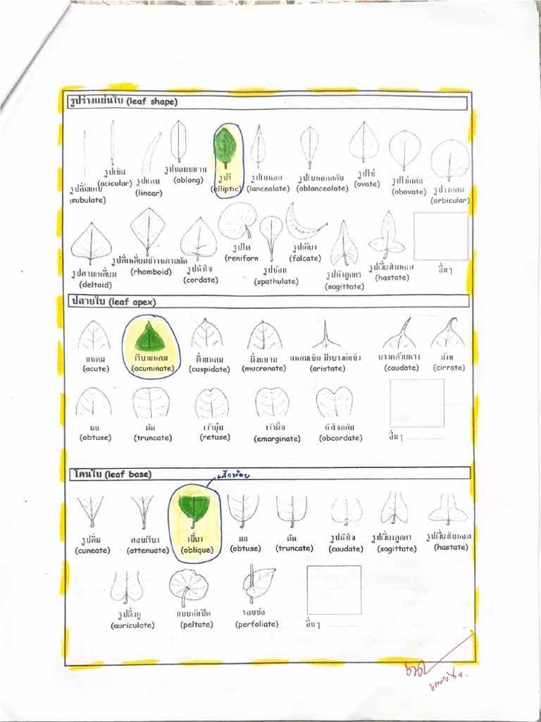 Oblong | PDF