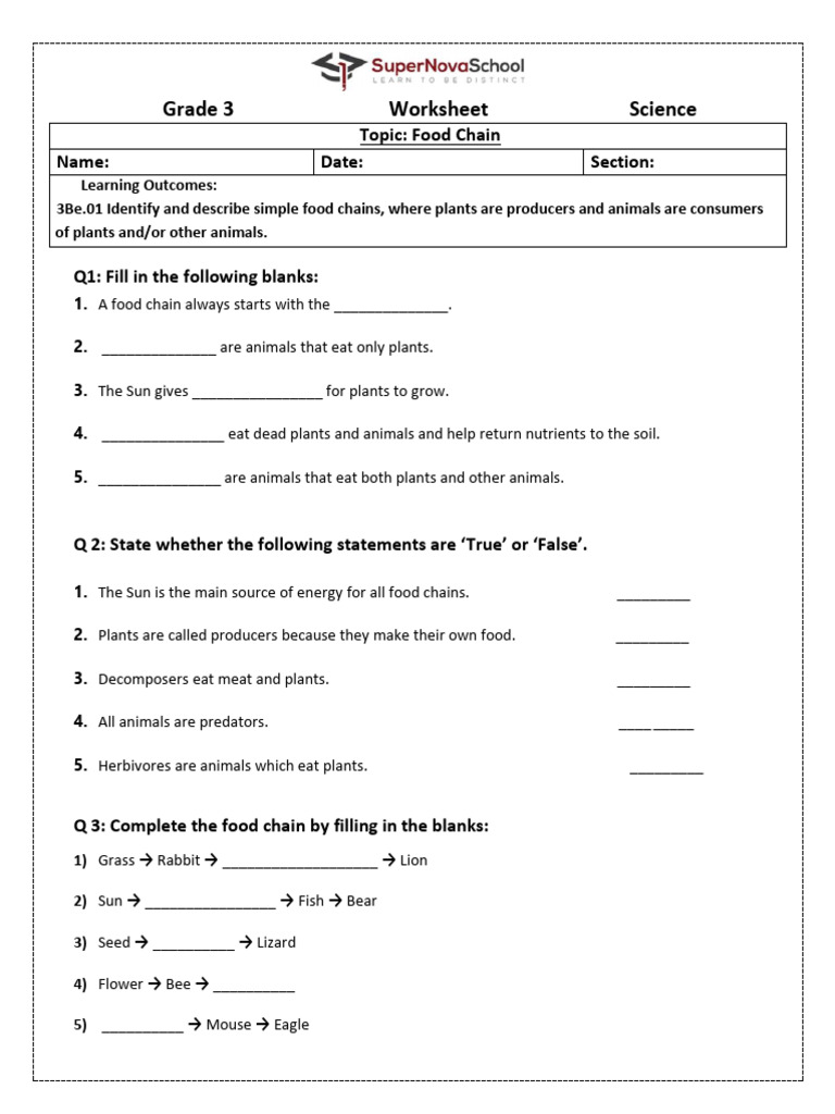 Grade 3 Food Chain Worksheet | PDF