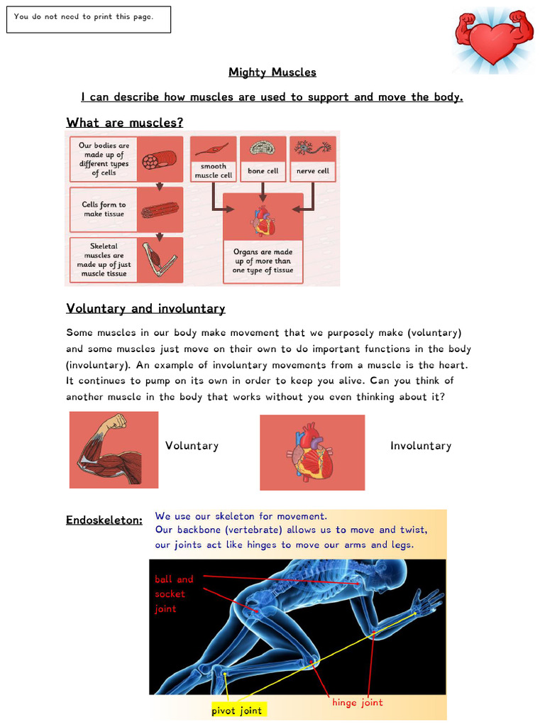 Understanding Voluntary and Involuntary Muscles | PDF