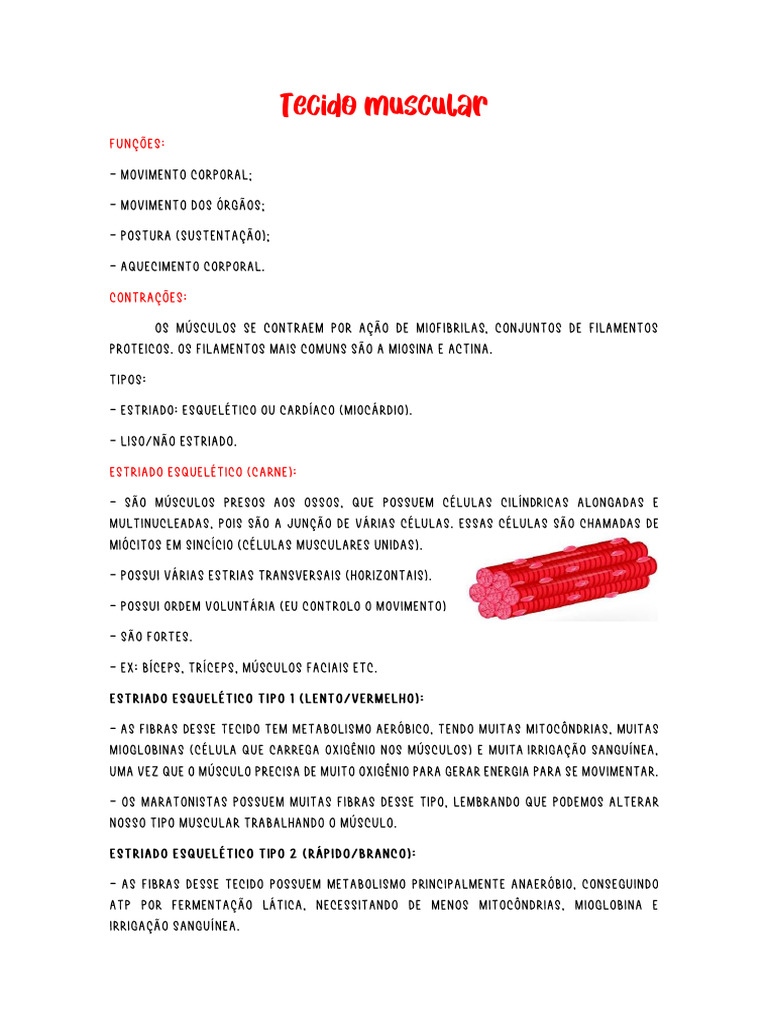 Tecido Muscular | PDF