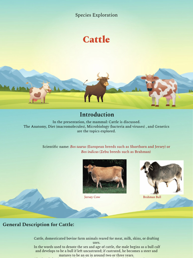 Cattle Anatomy, Diet, and Genetics Overview | PDF | Dominance (Genetics ...