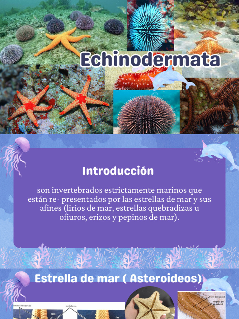 Echinodermata PDF | PDF