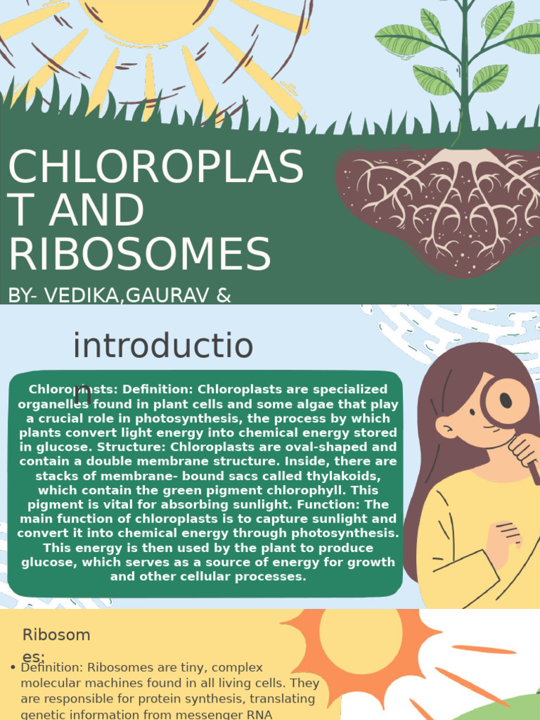 Chloroplasts and Ribosomes Functions | PDF | Ribosome | Chloroplast
