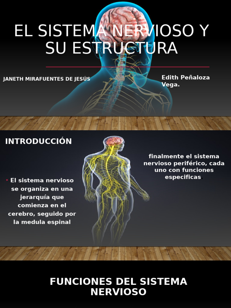 Estructura y Funciones del Sistema Nervioso | PDF | Neurona | Sistema ...