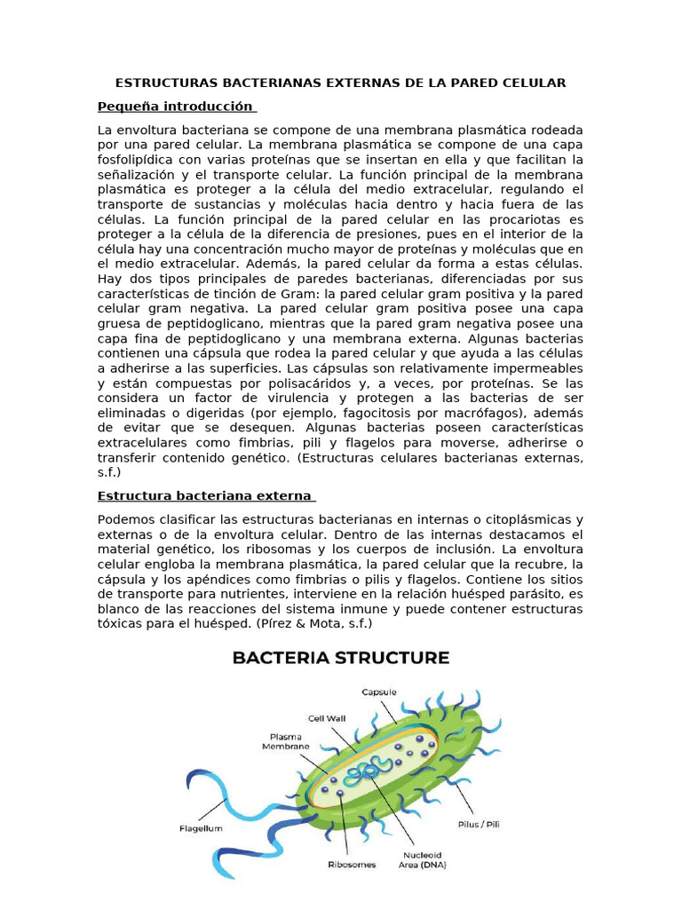 Estructura de la Pared Celular Bacteriana | PDF | Bacterias Gram ...
