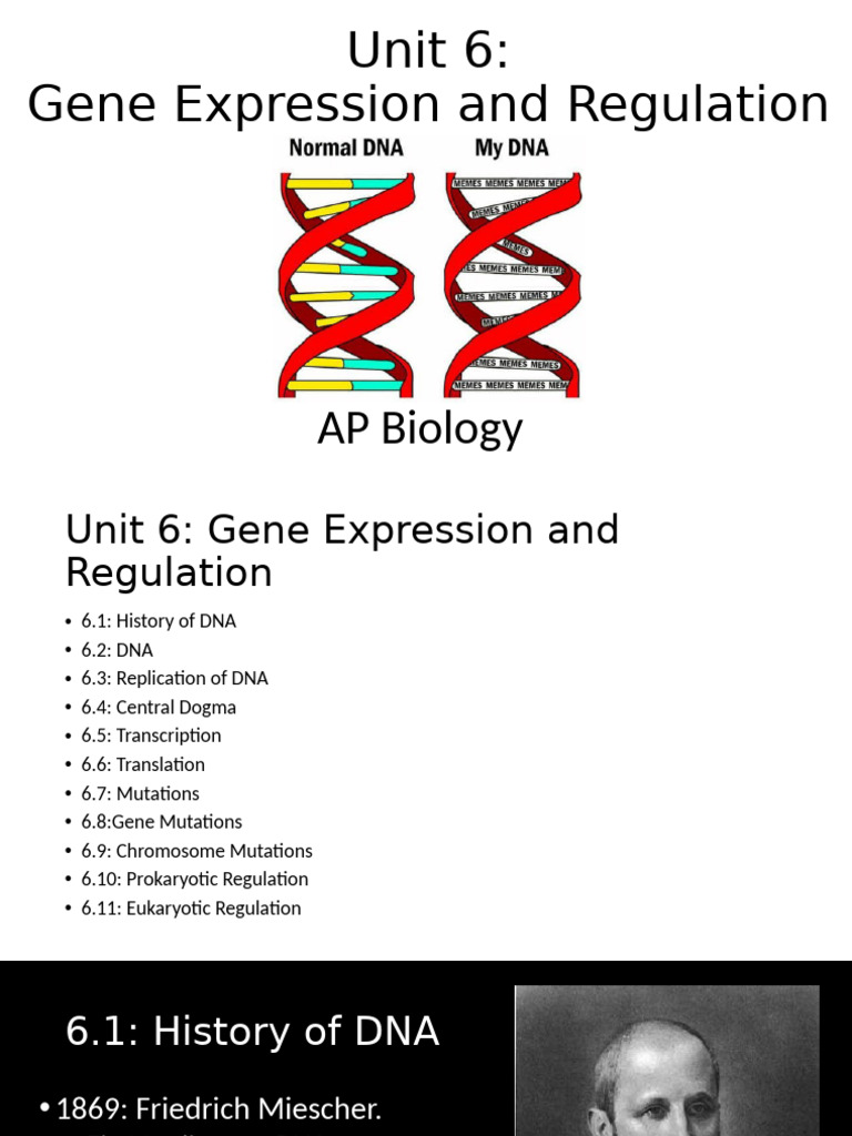 Gene Expression and DNA Regulation Guide | PDF | Operon | Translation ...