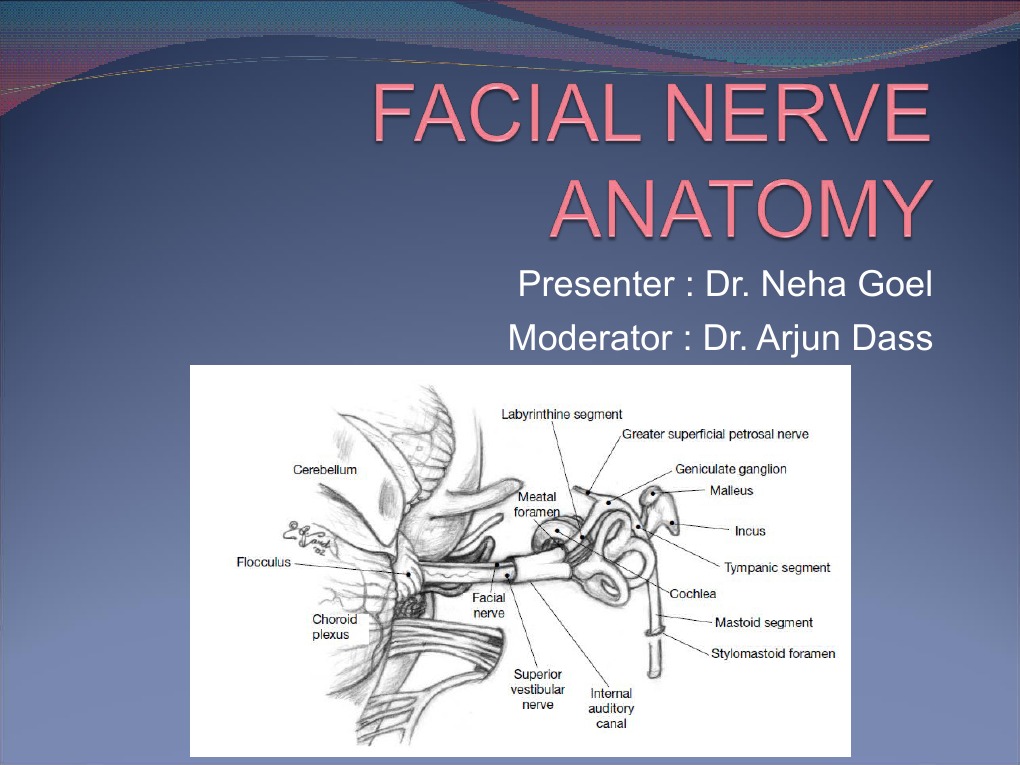 19-facial-nerve-anatomy-and-its-disorders-brainstem-organ-anatomy