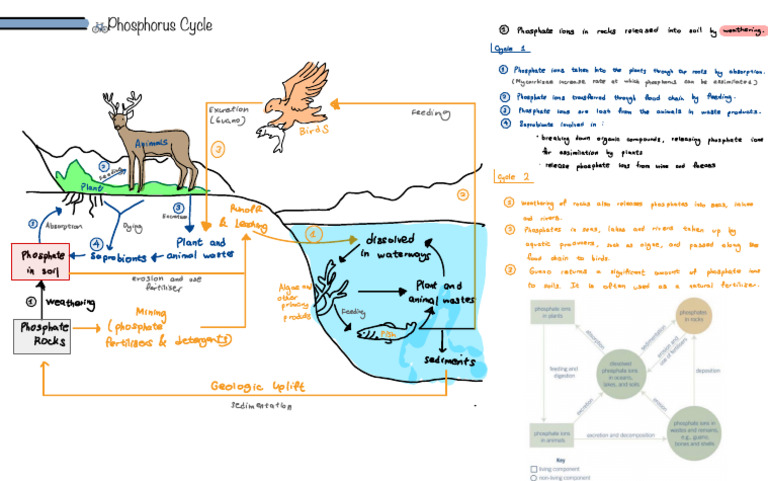 Phosphorus Cycle Explained: Key Processes | PDF | Phosphorus | Phosphate