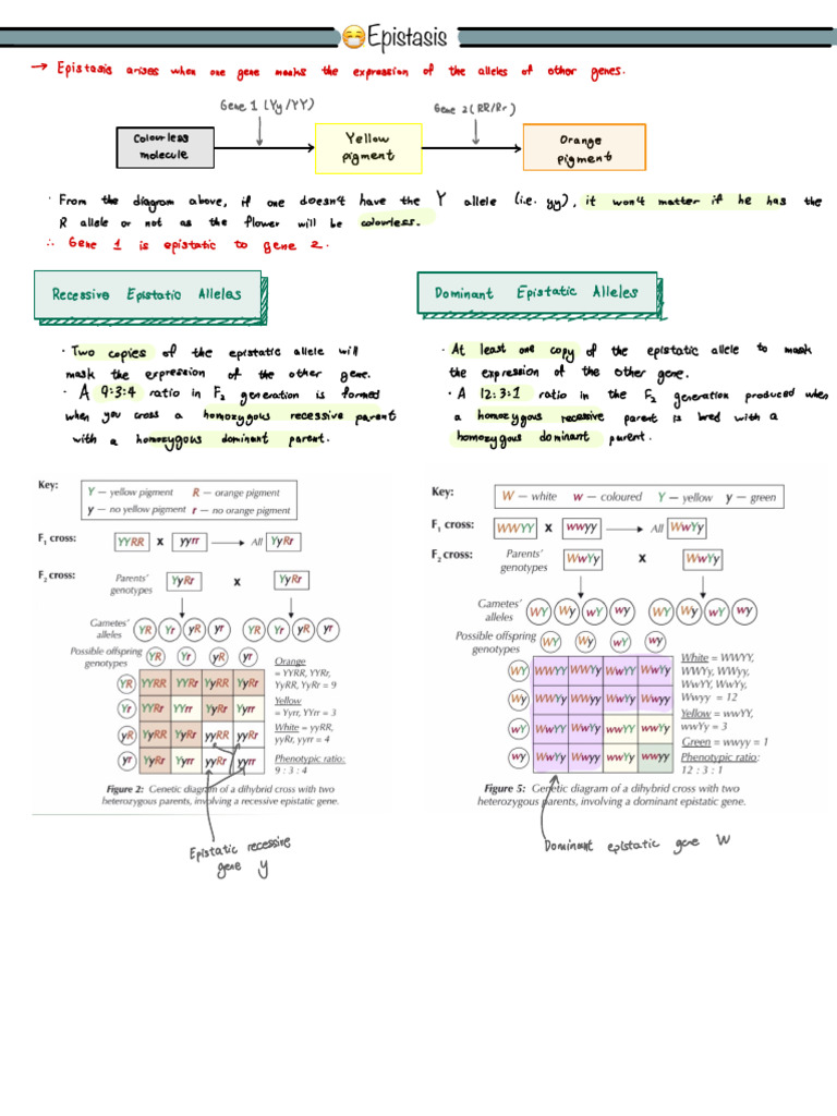 Epistasis - FactRecall | PDF | Dominance (Genetics) | Epistasis