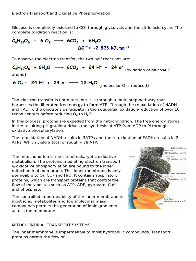 Oxidative Phosphorylation Overview | PDF | Electron Transport Chain ...