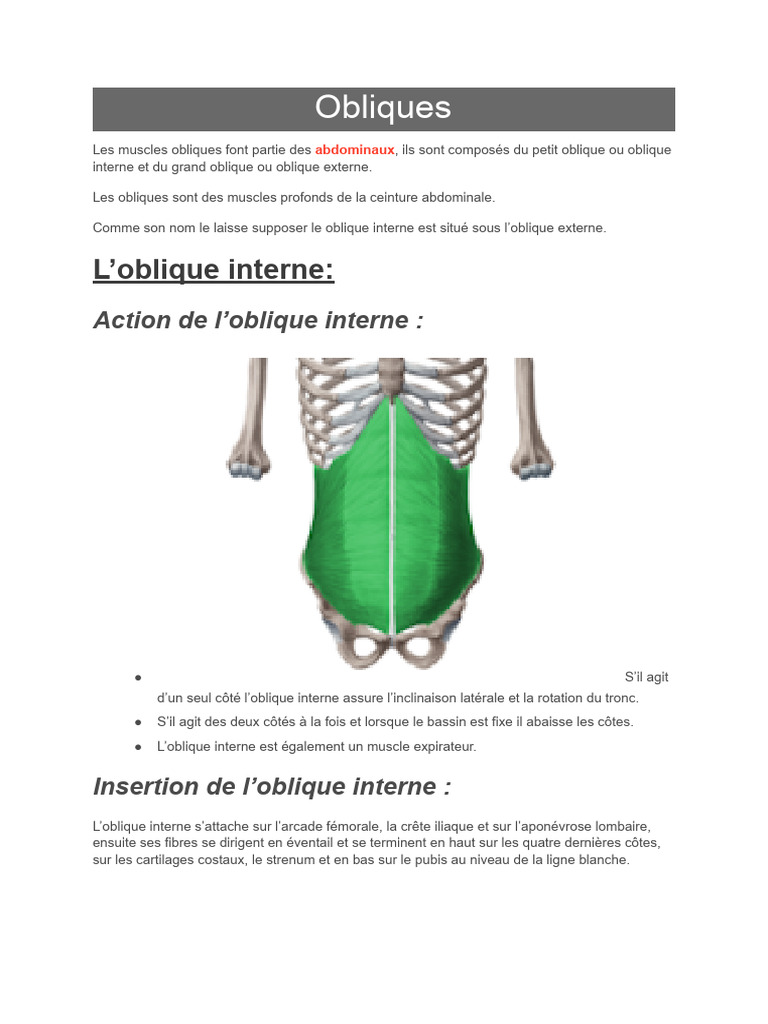 Muscles Obliques : Actions et Insertion | PDF