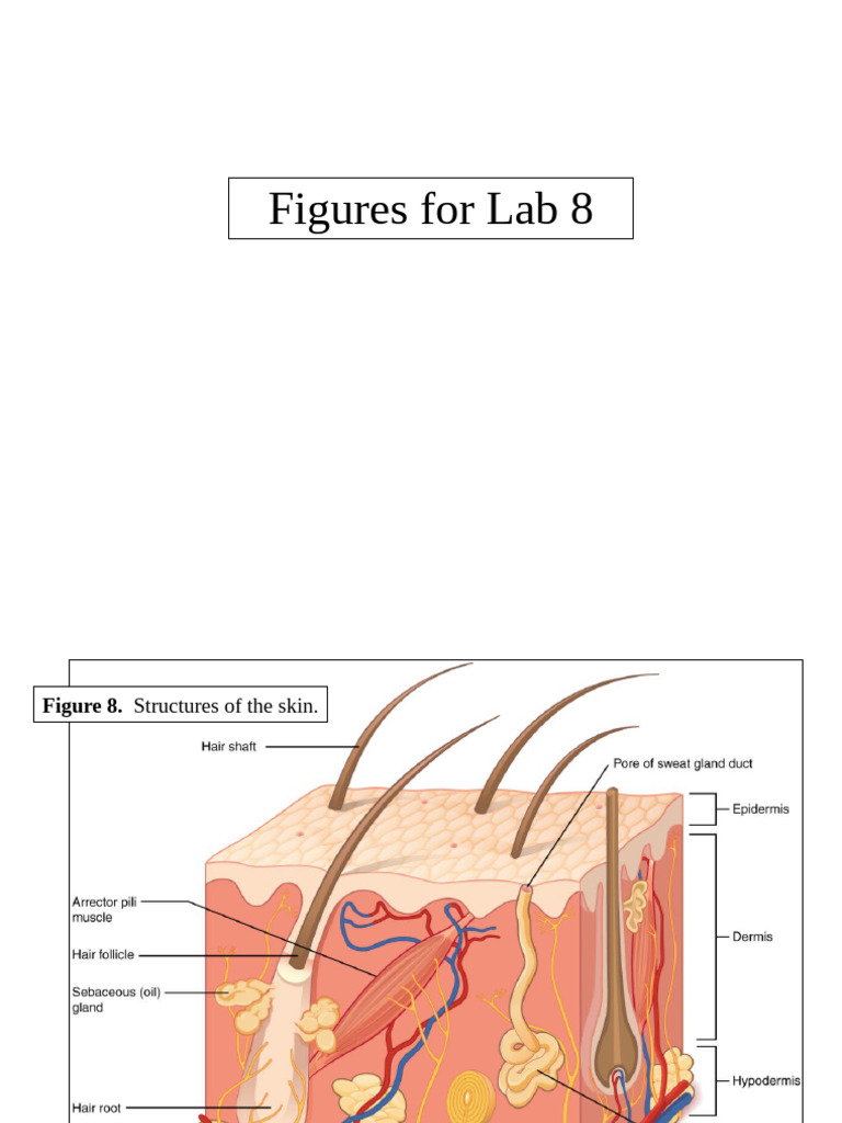 Figures For Lab 8 Sp25 | PDF