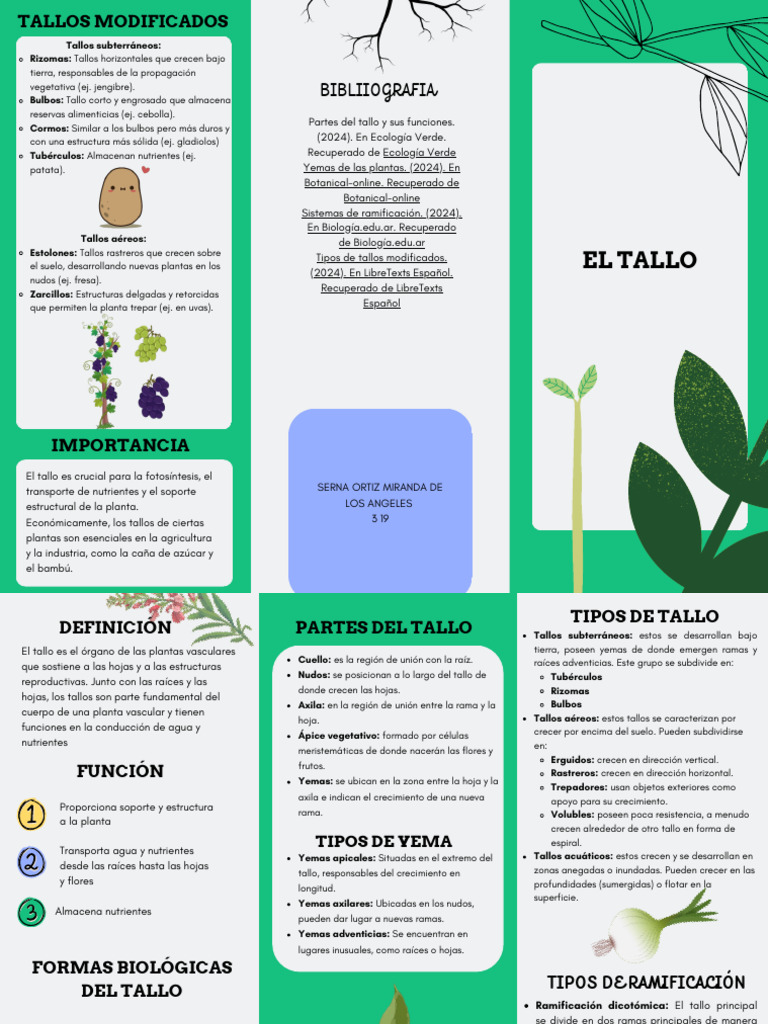 Tipos y funciones de tallos en plantas | PDF | Tallo de la planta | Raíz