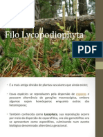 Filo Lycopodiophyta e suas características