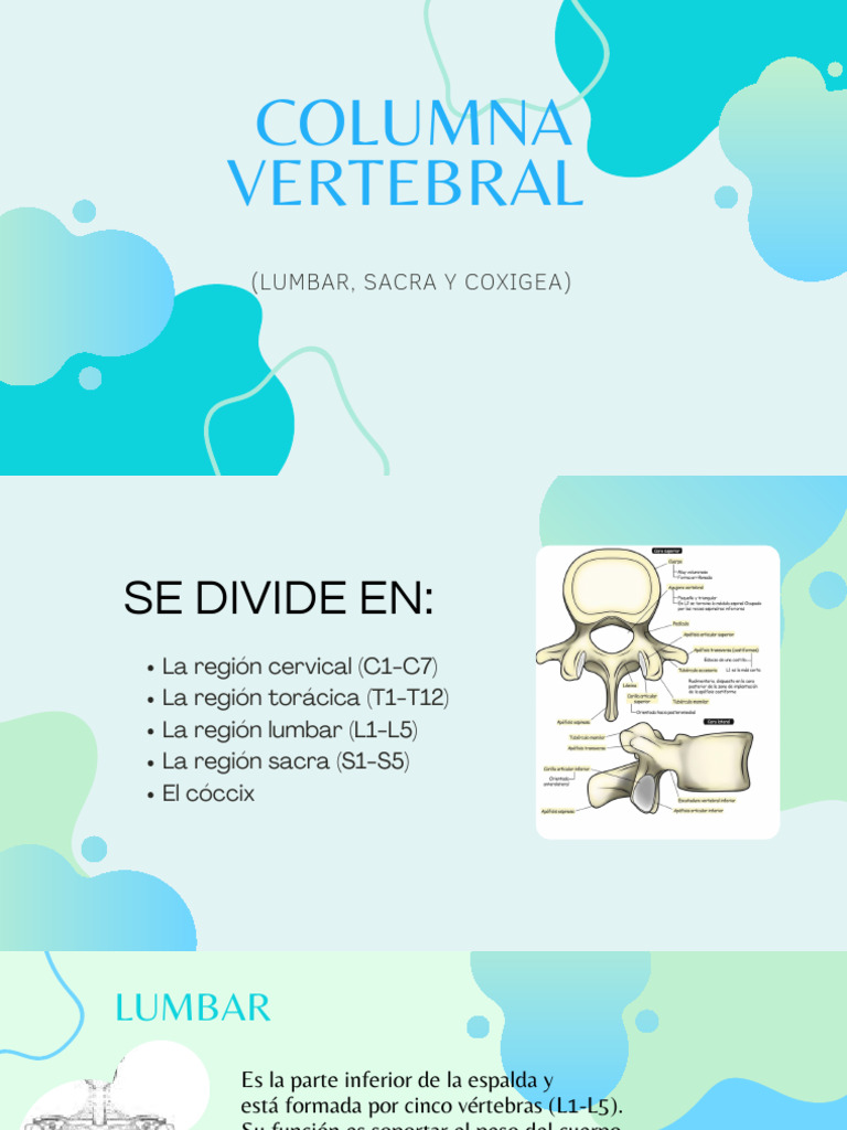 Estructura y Funciones de la Columna Vertebral | PDF | La columna ...