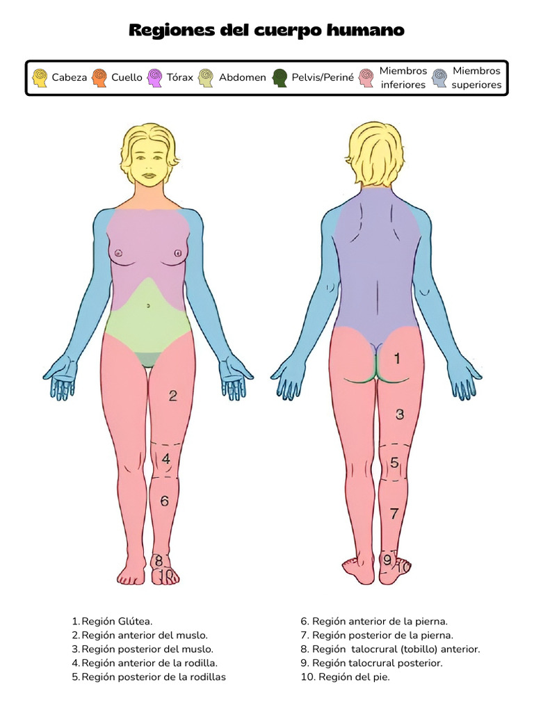 Regiones del Cuerpo Humano | PDF