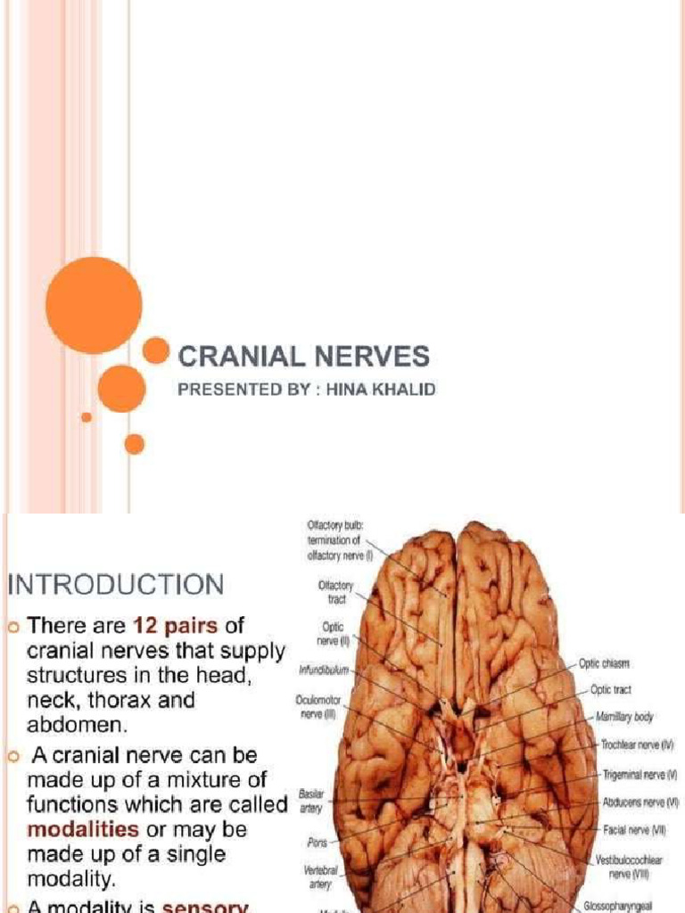 Cranial Nerves | PDF
