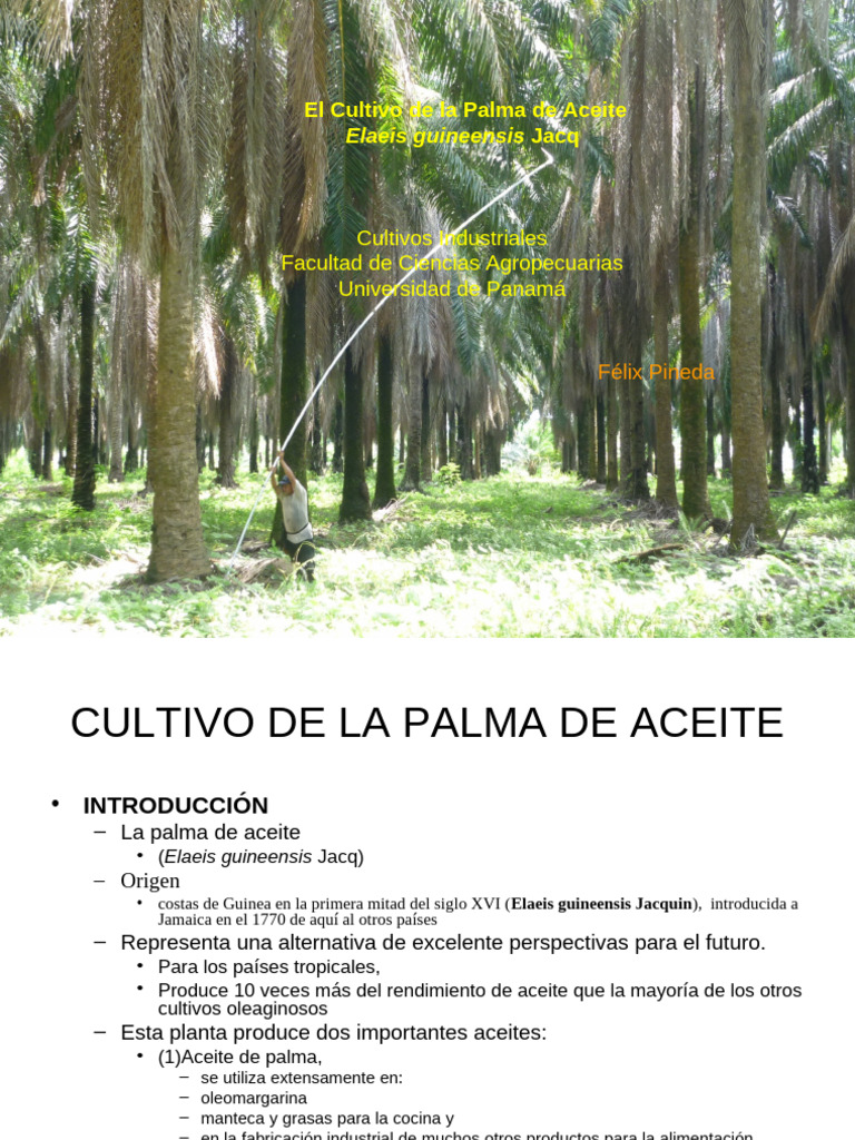 10 Semillas De Palmera De Aceite (Elaeis Guineensis) | Semillas Marrones | Fáciles De Cultivar | Para Jardín O Proyecto Botánico