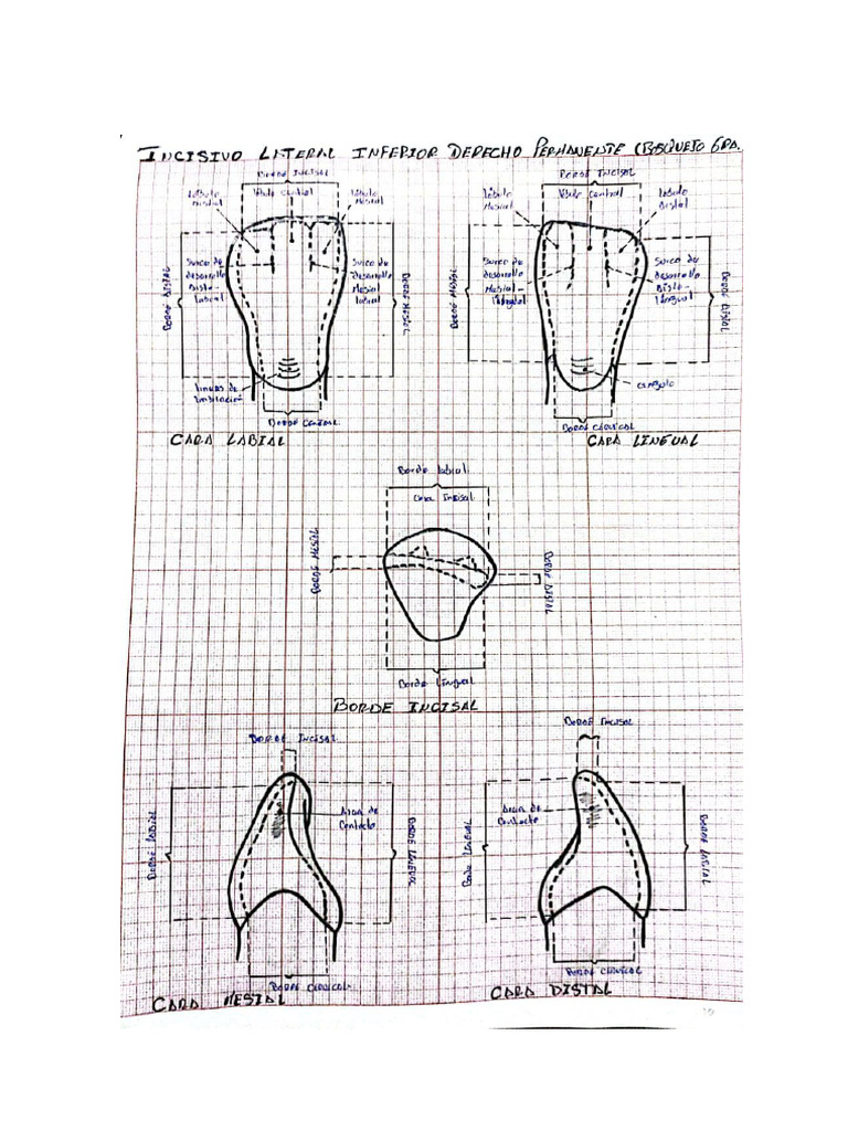 Dibujo de Incisivo Lateral Inferior | PDF
