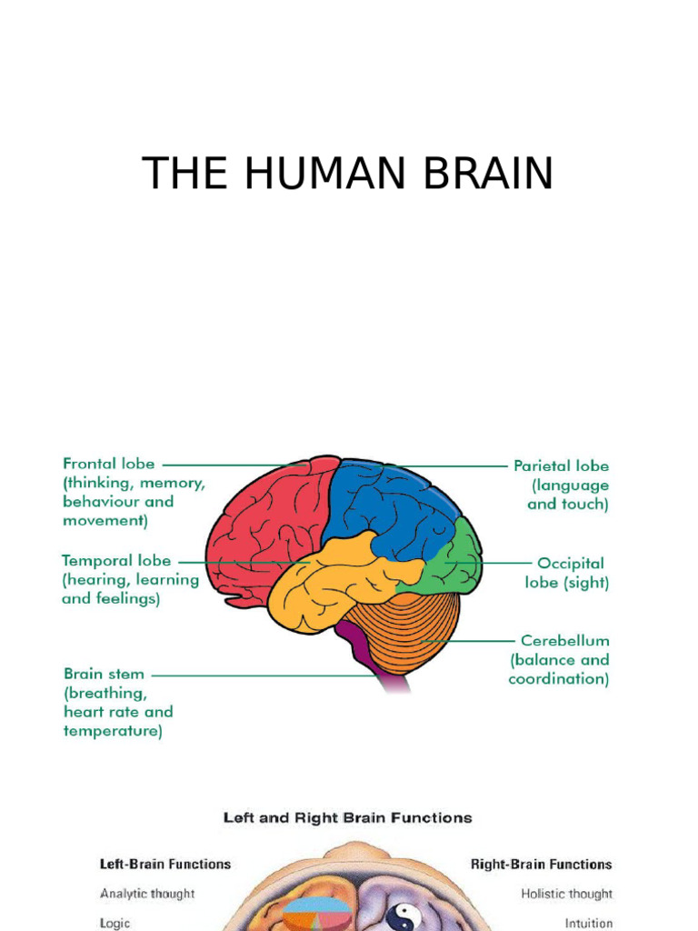 Brain | PDF