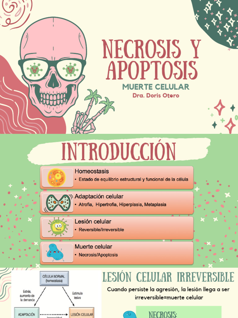 Muerte Celular | PDF | Apoptosis | Bcl 2