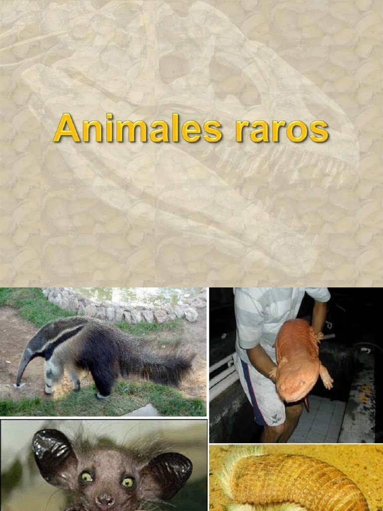 Animales Raros | PDF