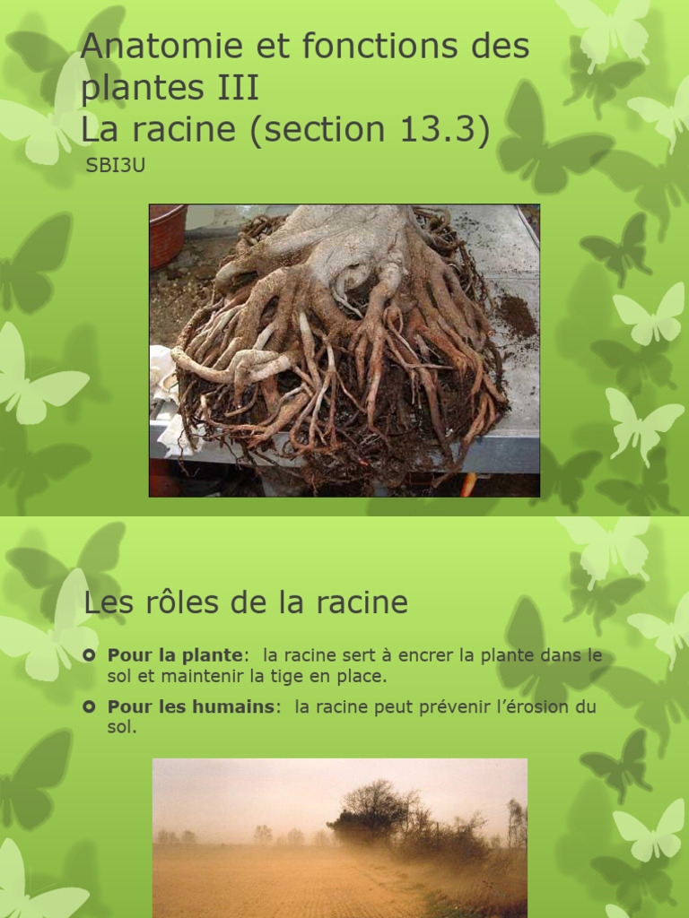 Anatomie et fonctions des racines | PDF | Racine | Cellule (Biologie)