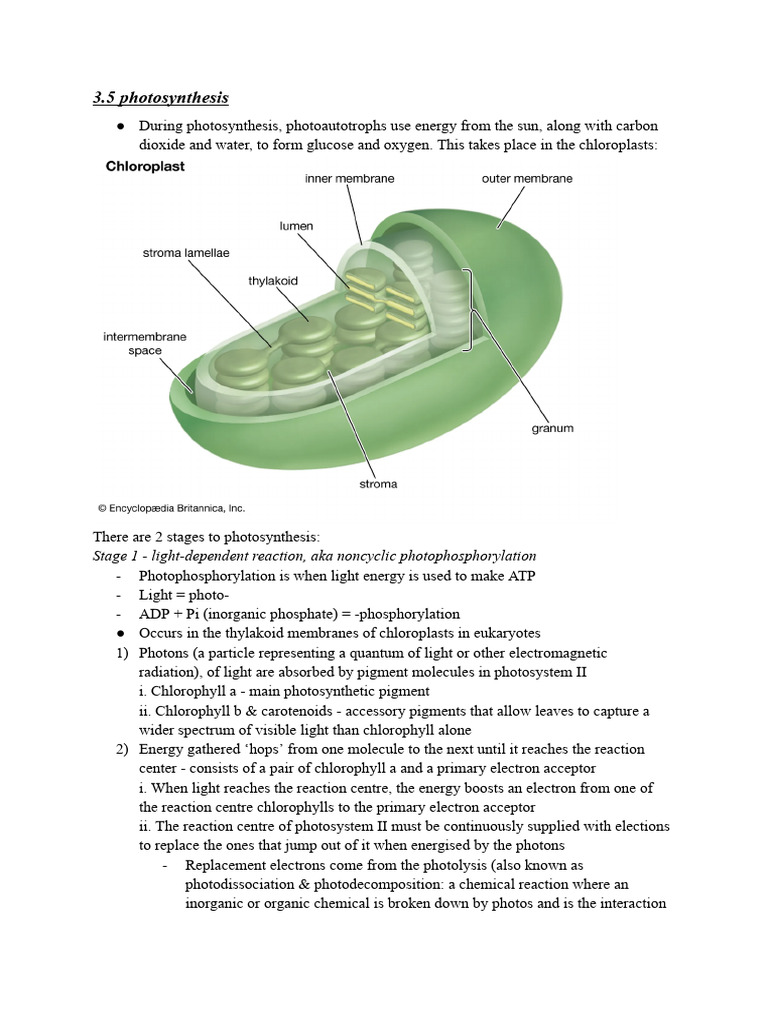 Cellular Respiration and Photosynthesis | PDF | Cellular Respiration ...