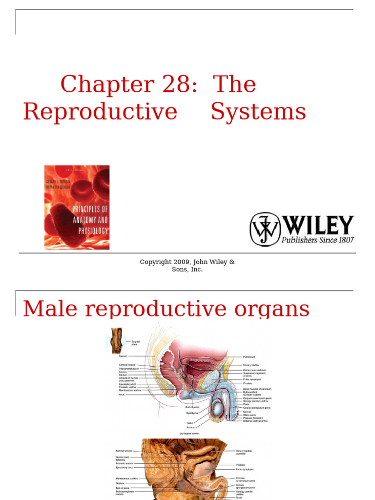 Male Reproductive System Overview | PDF | Testicle | Luteinizing Hormone