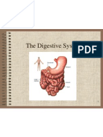 Digestive System