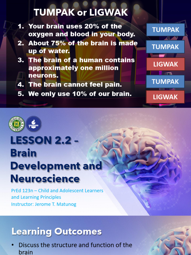 Brain Development and Neuroplasticity Insights | PDF | Neuron | Brain