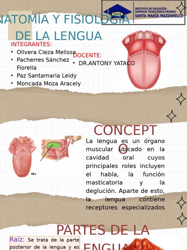 Anatomía y Fisiología de la Lengua | PDF | Lengua | Anatomia animal