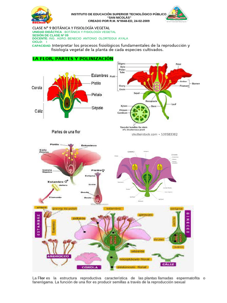 Partes de la Flor y Polinización | PDF | Flores | Reproducción