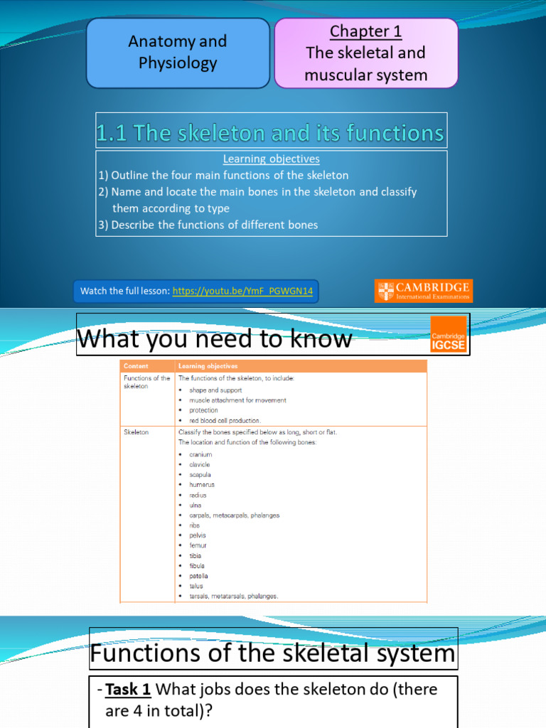 Functions and Types of the Skeleton | PDF | Skeleton | Bone