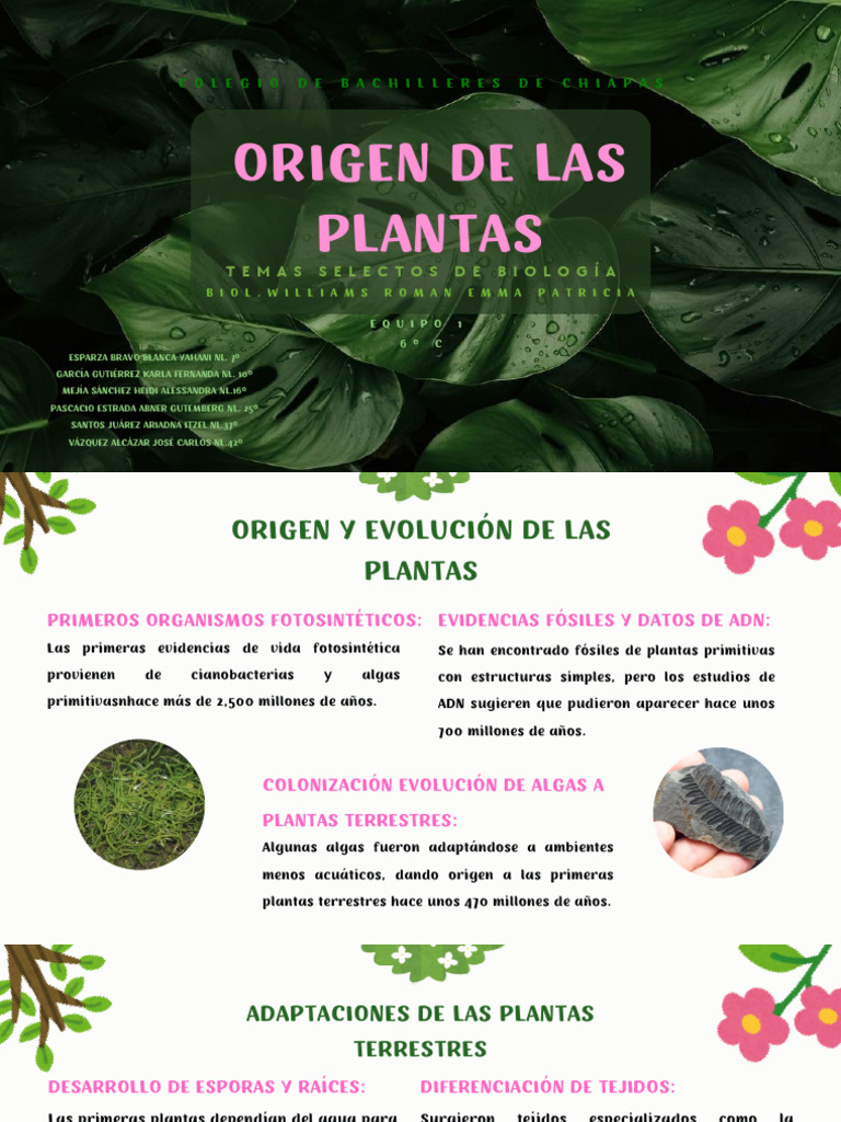 Origen y evolución de las plantas | PDF | Flores | Plantas